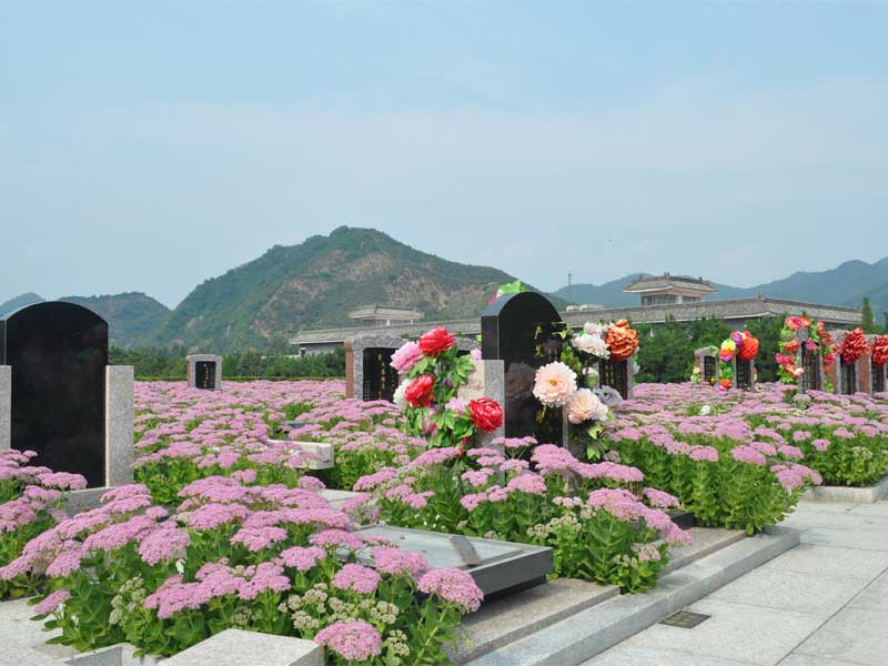 万佛园墓区花海